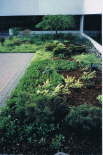 Commercial Property Garden with perennial ornamental grasses